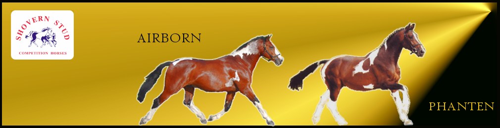 Coloured Stallions from Shovern Stud